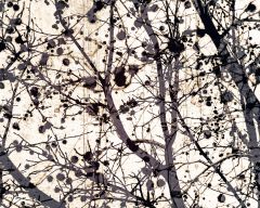 Jorge Omeñaca: "Pollock tree I"